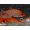 Rotengle rouge 10/12cm (lot de 20)