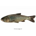 Carpe filtreuse 9.14cm
