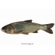Carpe filtreuse (carpe amour argenté) 10/12cm