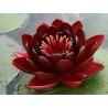 Nénuphar black princess