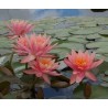 nénuphar couleur indéterminée