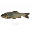 Carpe filtreuse 25/30cm (nettoie l'eau verte)