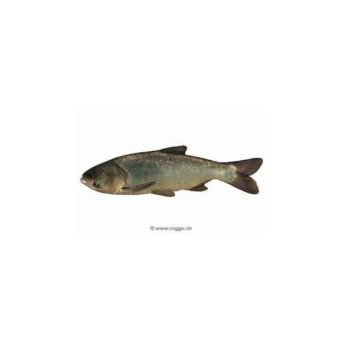 Carpe filtreuse 35/40cm: nettoie l'eau verte