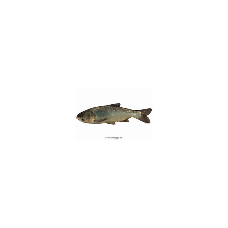 Carpe filtreuse (carpe amour argenté) 10/12cm