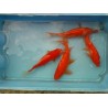 Comète rouge 10/12cm