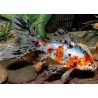 Shubunkin 10/12cm (lot de 20)