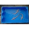 Esturgeon sterlet albinos 20/25cm