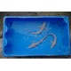 Esturgeon sterlet albinos 20/25cm (lot de 4)