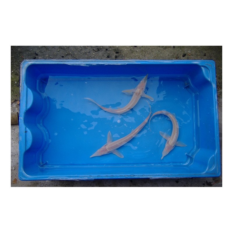 Esturgeon sterlet albinos 20/25cm (lot de 4)