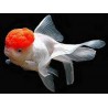 Oranda red cap 7/9cm (lot de 5)