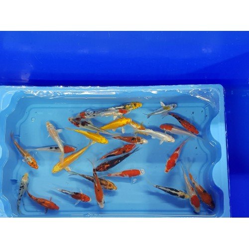 Carpe koi 9/12cm (lot de 20)