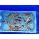 Carpe koi 12/15cm