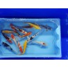 Carpe koi 14/16cm (lot de 5)