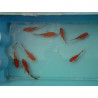 Comète rouge 7/10cm (lot de 30)