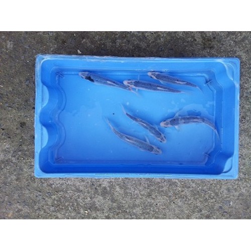 Ide mélanote bleue 4/6cm