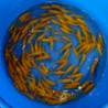Comète jaune 7/10cm (lot de 5)