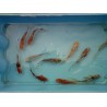 Shubunkin 7/10cm (lot de 20)