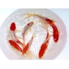 Sarassa 10/12cm (lot de 20)
