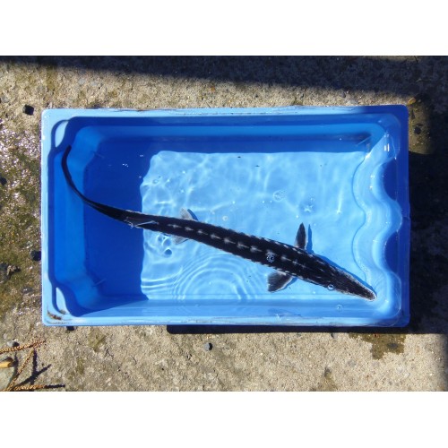 Esturgeon stellatus ou sevruga 30/35cm (lot de 2)