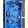 Carpe koi voilée 9/12cm