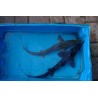 Esturgeon Baeri 40/50cm (lot de 2)