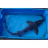 Esturgeon baeri 50/60cm