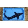 Esturgeon sterlet 25/30cm (lot de 4)