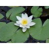 nénuphar blanc