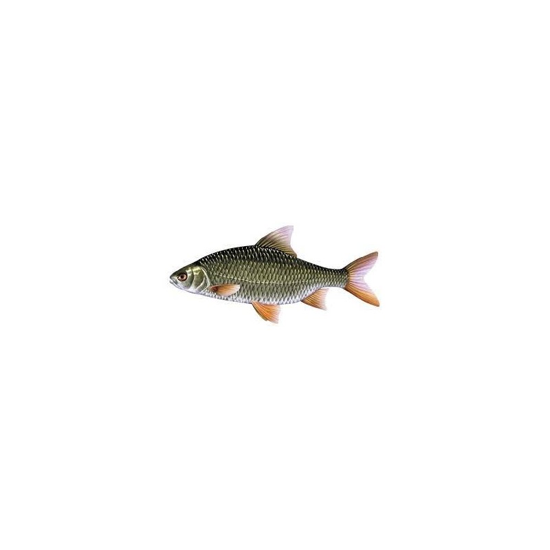 Gardon 12/15cm (lot de 20)