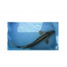 Esturgeon diamant 40/50cm