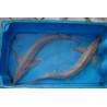 Esturgeon sterlet albinos 30/35cm (lot de 2)