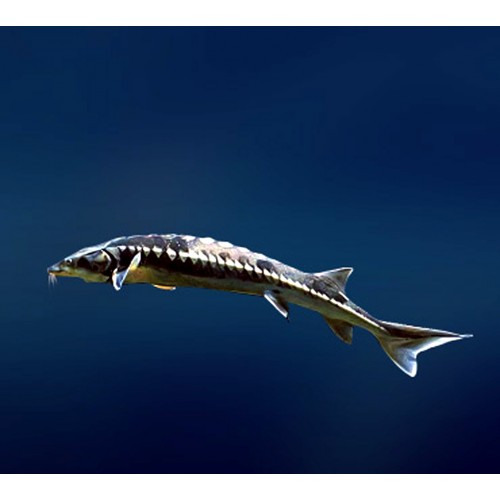 Esturgeon Nudiventris (esturgeon à barbillons frangés) 70/80cm