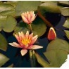 Nénuphar sioux