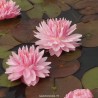 Nénuphar dahlia