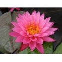 Nénuphar mayla