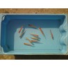 Ide mélanote orange 7/10cm (lot de 10)