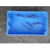 Ide mélanote bleue 7/10cm (lot de 10)