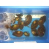 Moule filtreuse 6/10cm (lot de 10)