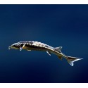 Esturgeon Nudiventris (esturgeon à barbillons frangés) 50/60cm (lot de 2)