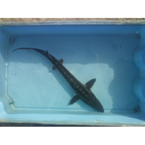 Esturgeon Béluga (Huso Huso) : 50/60cm