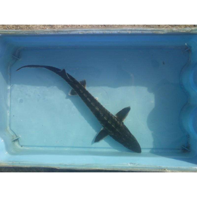 Esturgeon Béluga (Huso Huso) : 25/30cm