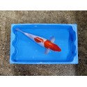 Carpe koi 35/40cm : kohaku