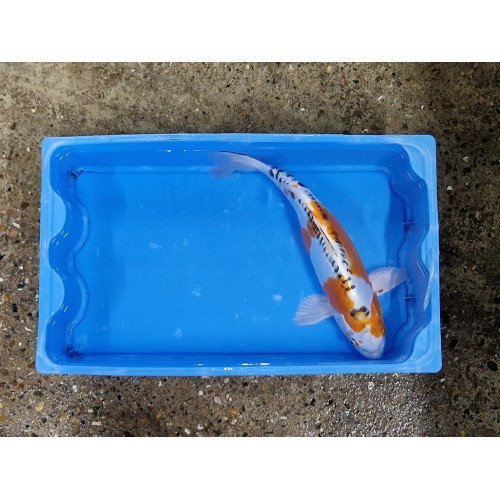 Carpe koi 35/40cm: koi ghost handpick