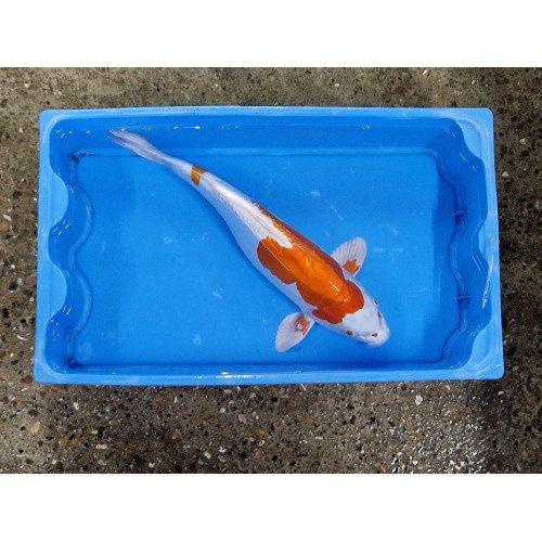 Carpe koi 35/40cm: doitsu hariwake 2