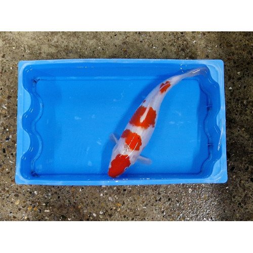 Carpe koi 35/40cm: kohaku 4