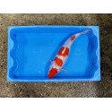 Carpe koi 35/40cm: kohaku 4