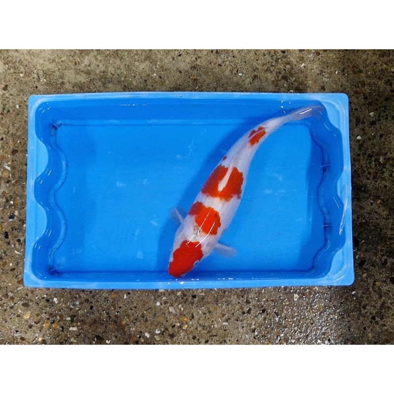 Carpe koi 35/40cm: kohaku 4