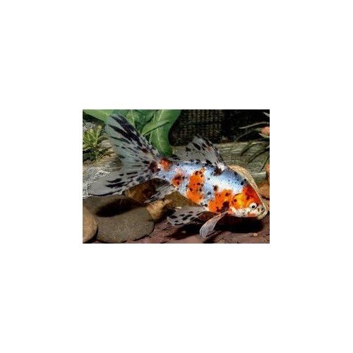 Shubunkin 12/15cm (lot de 20)