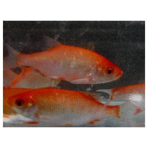 Rotengle rouge 10/12cm