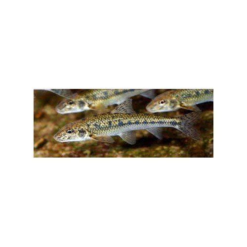 Goujon 10/12cm (lot de 10)